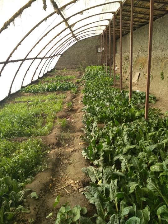 Solar-passive greenhouse growing fresh greens in Ladakh